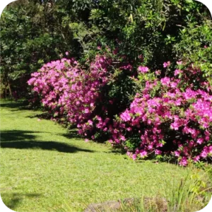 Jardim do Recanto Cielo